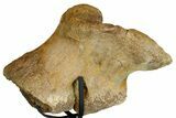 Hadrosaur (Edmontosaurus) Coracoid Bone With Stand - Montana #176376-5